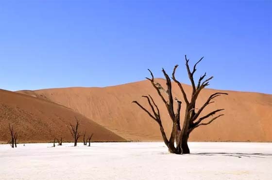 【科技】海水淡化+太阳能：在沙漠种植西红柿